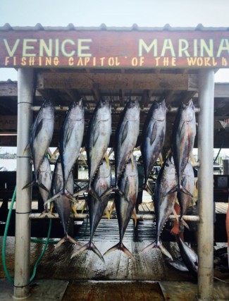 Venice Marina Yellowfin tuna board photo. Zach Lewis, MGFC