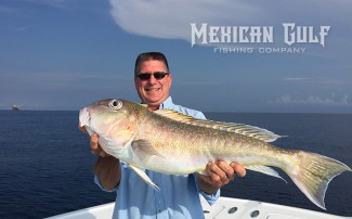 golden tilefish gulf of mexico. MGFC photo, Venice, LA tilefish Louisiana