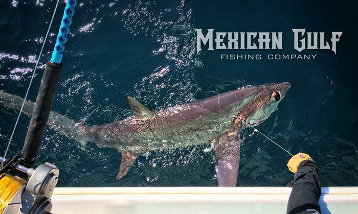 thresher sharks gulf of mexico. Capt. Jordan Ellis, MGFC. Venice, LA