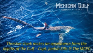 thresher sharks Louisiana gulf of Mexico. MGFC photos. Capt. Jordan Ellis