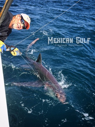 thresher sharks deep water gulf mexico. MGFC photo. Jordan Ellis