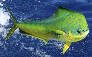 mahi mahi fishing in venice, louisiana - with Mexican Gulf Fishing Company, the largest offshore fishing operator in Louisiana