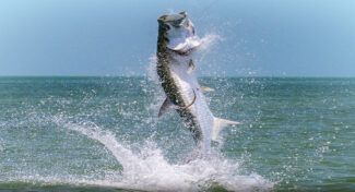 tarpon fishing in louisiana with mexican gulf fishing company, the top charter operator in Venice, LA northern gulf of mexico, USA